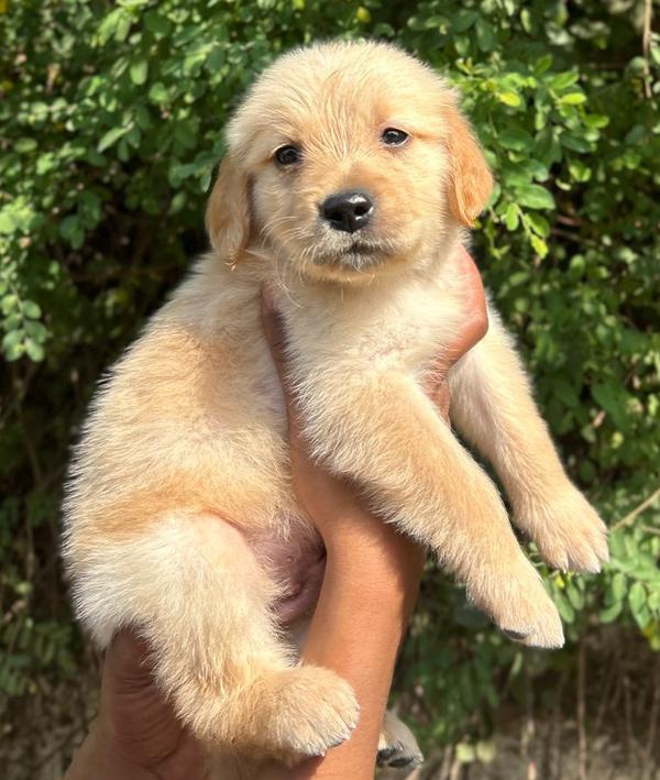 kamptee pet shop