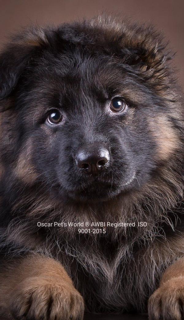 kennel schedule