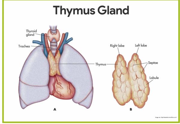 Affordable GNM courses ne