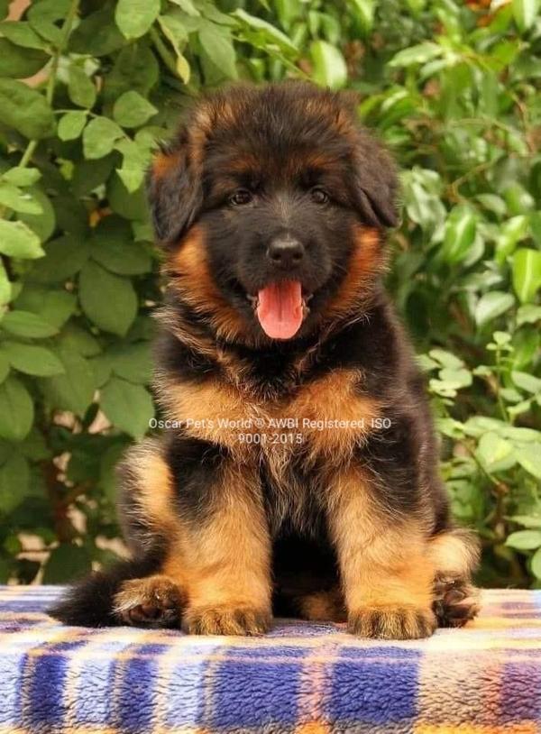 oscarpetsworld thanepets puppy