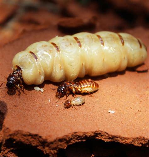 cockroach control methods