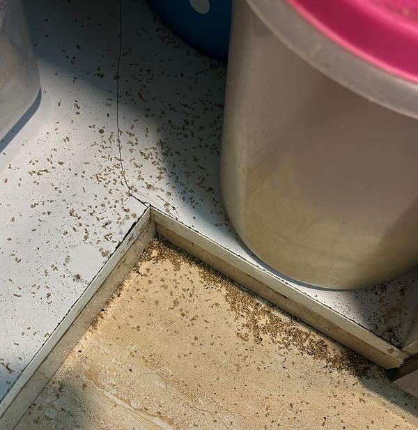 mosquitoborne diseasesdivdiv m