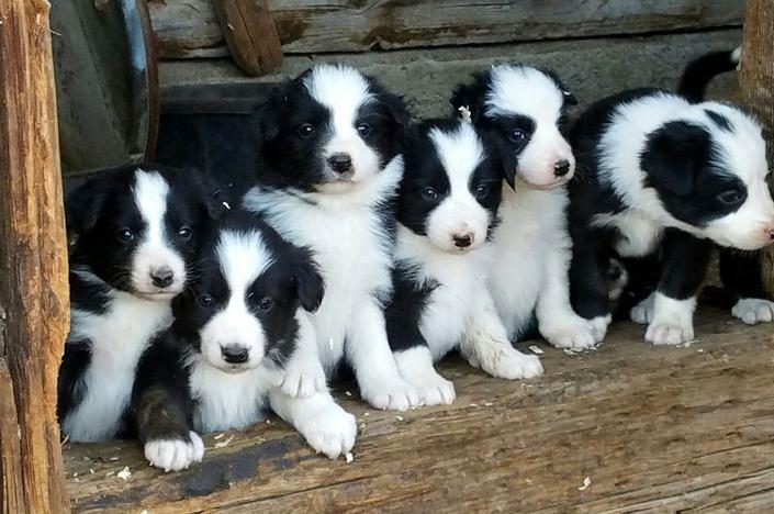 border collie lovers