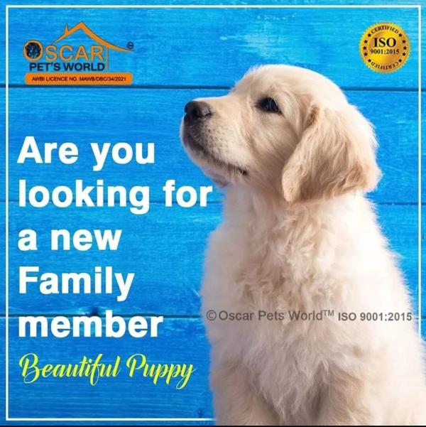 puppies for sale in sg highway