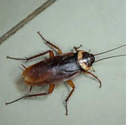 resilient pests