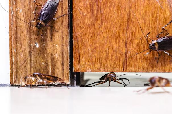 persistent pests