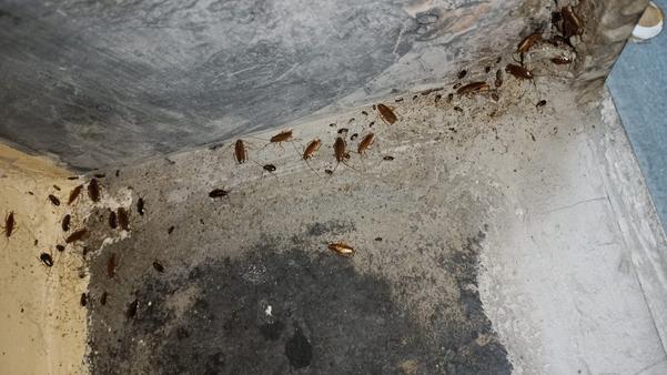 healthy living environment