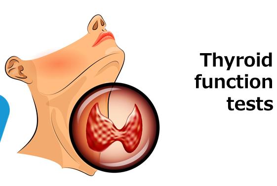 thyroxine t4