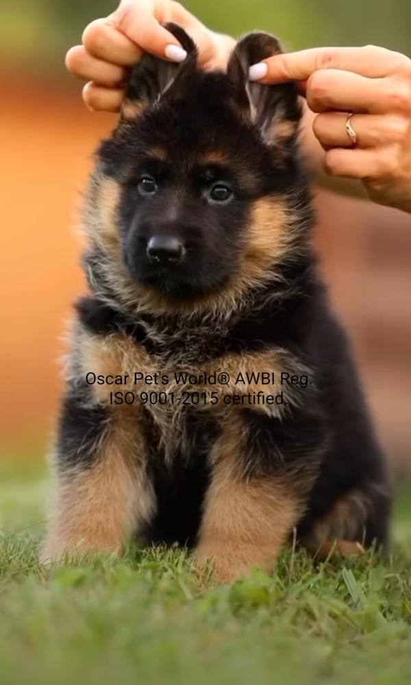 cuffe parade puppies