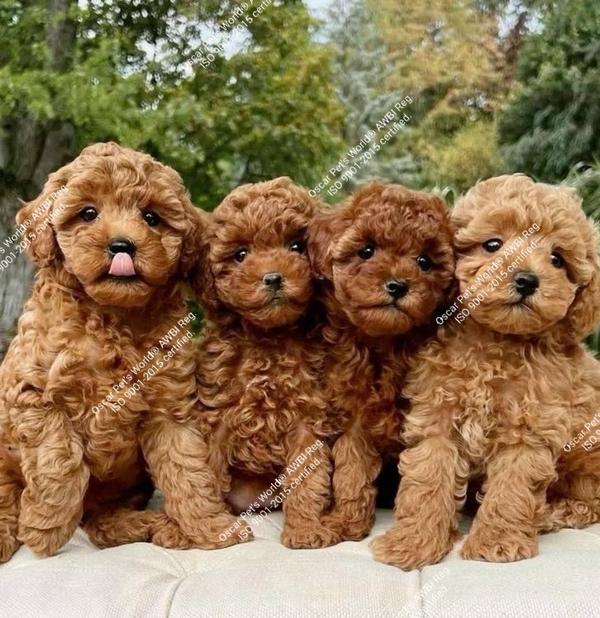goa puppies