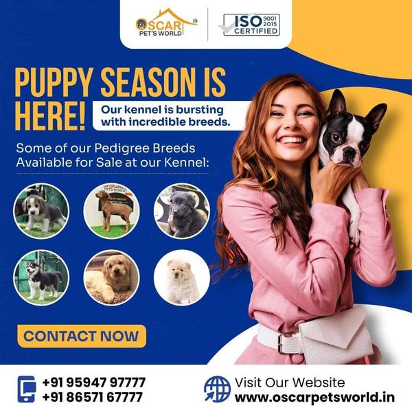 finest pedigree puppies