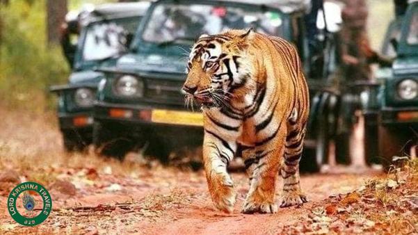 majestic bengal tiger