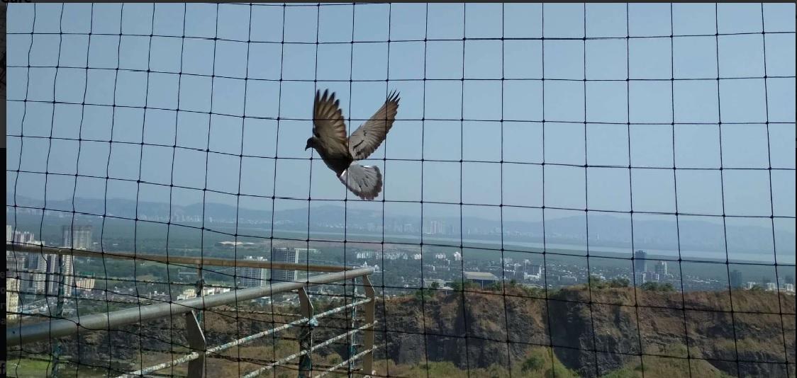 pesky birds