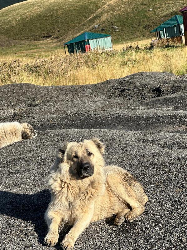 affordable pet boarding noida