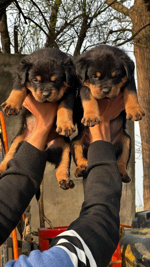 dogs breed puppies nagpur