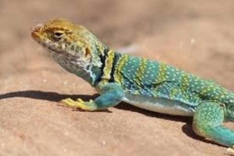 effectively keeping lizards