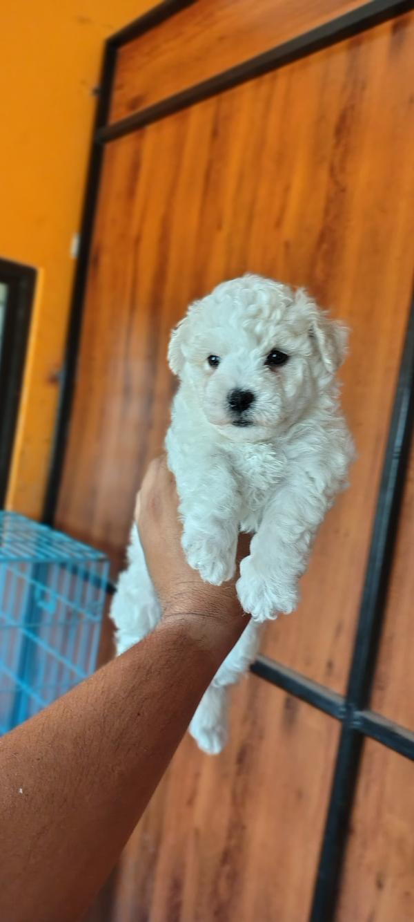 bichon frise puppies