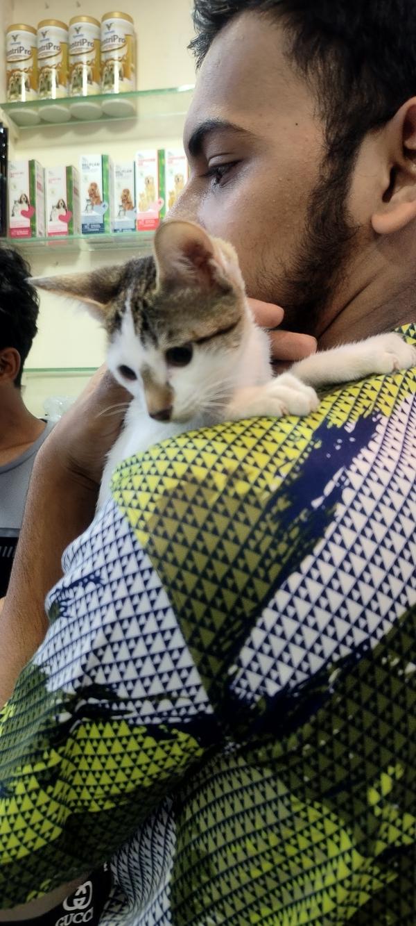 pet vaccination and surgery se