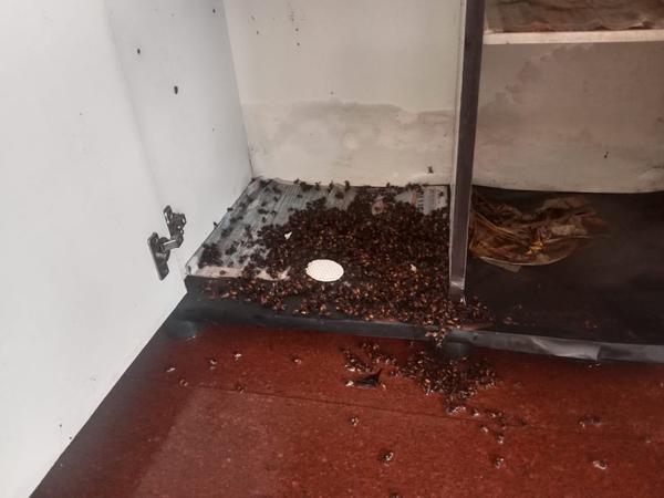 honybee removal service coimba