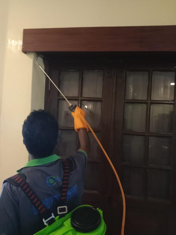 Best Wood Borer Control Servic