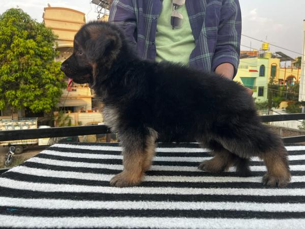 female puppy