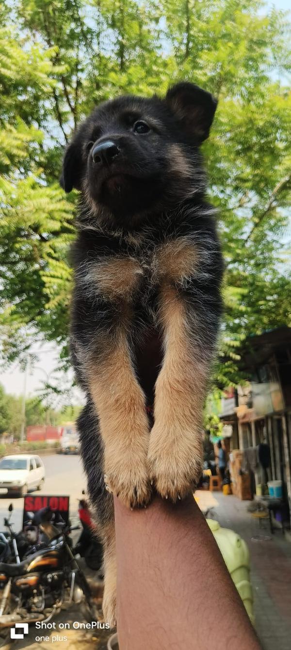 female puppy