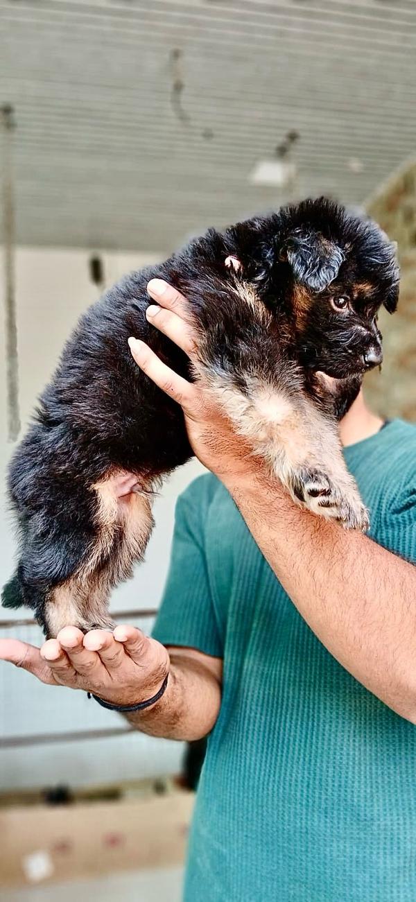 female puppy
