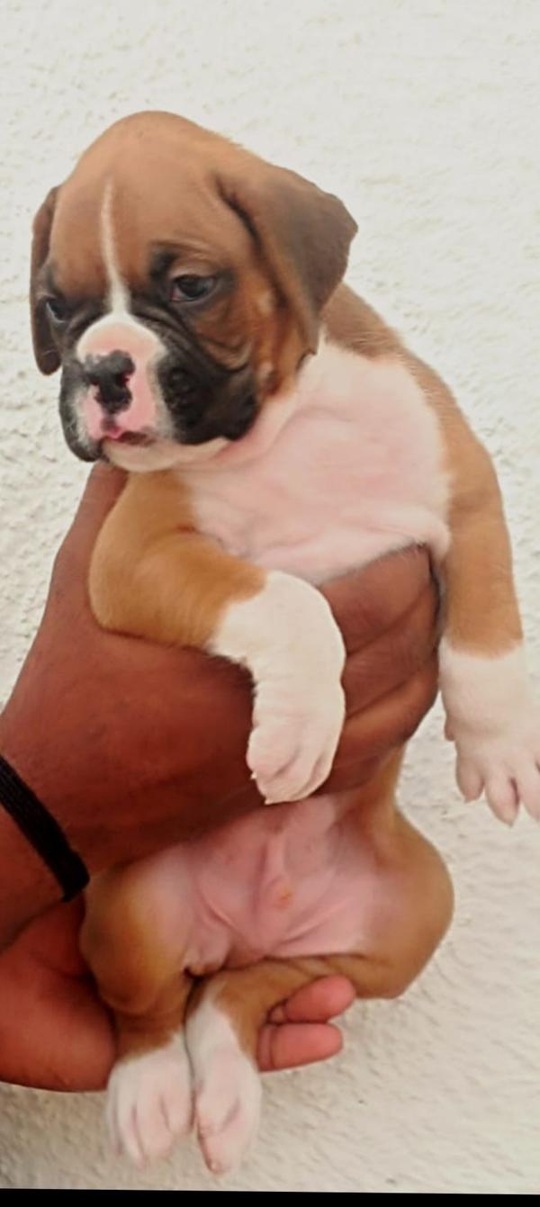 female puppy