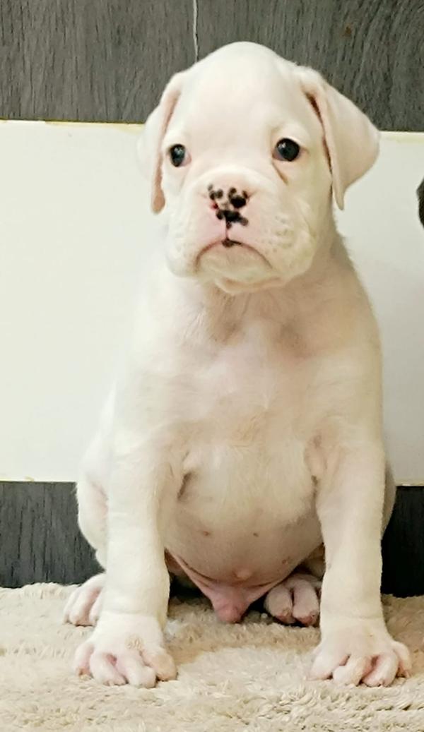 female puppy