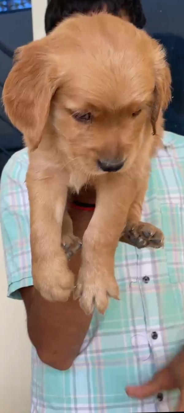 golden retriever male puppy sa