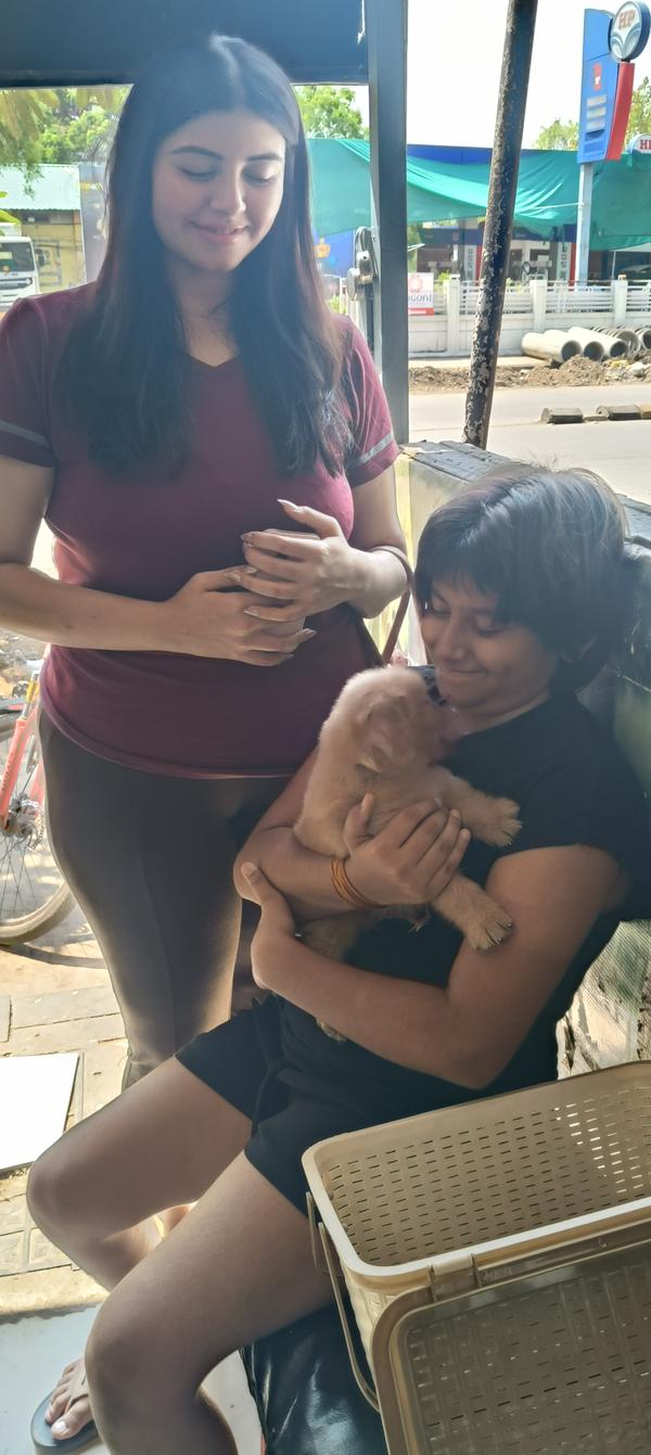 golden retriever male puppy sa