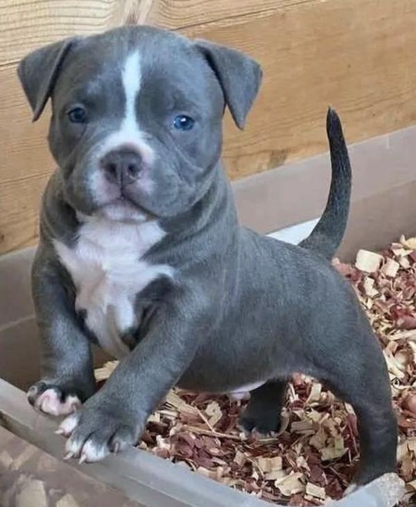 bully
