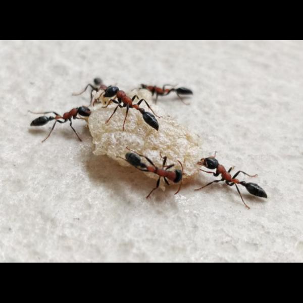 target ant colonies