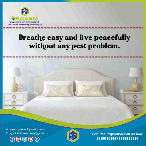 Bed Bugs Pest Control Service