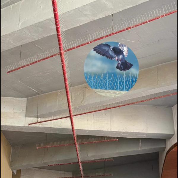 bird spike installation