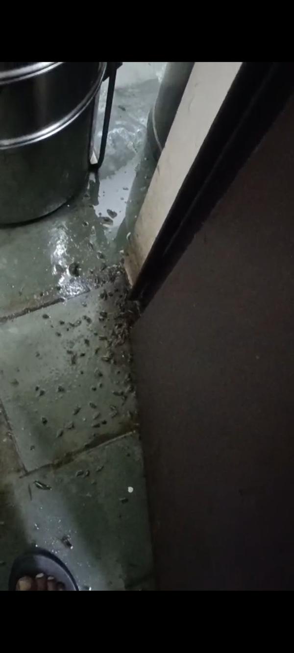 akstha hotel cockroach pest co