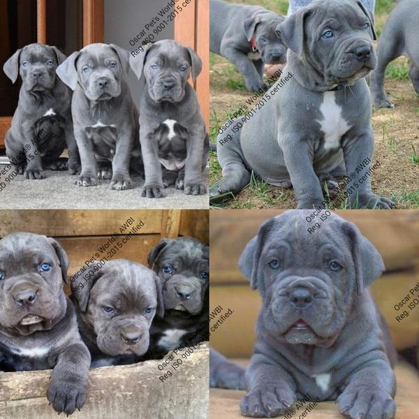 powerful loyal
