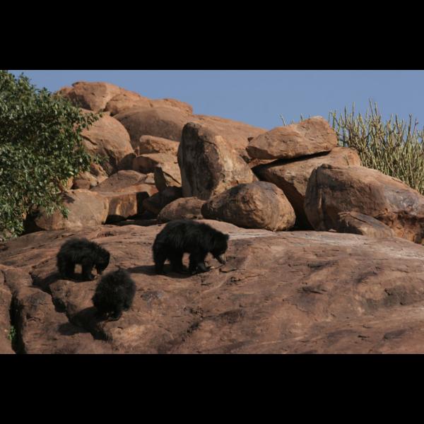 wild dog sloth bear