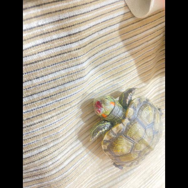 update image