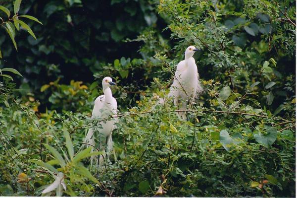 this bird sanctuary