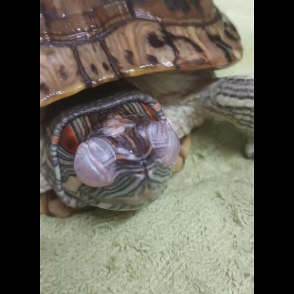update image
