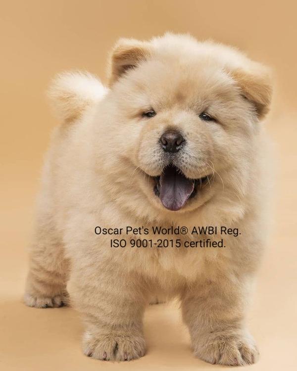 chowchow