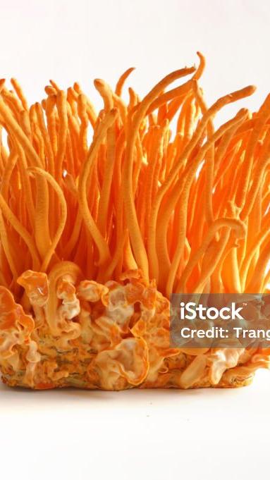 NEXT 102th WORLD COSTLIES