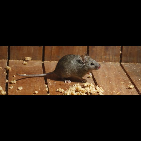 removing rodents