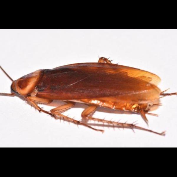 Termite control in Thane East
