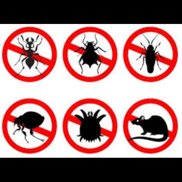 Pest control services in Thane