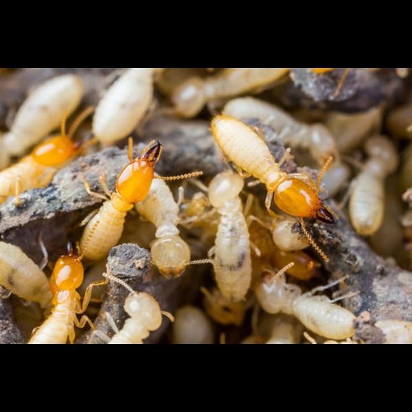 Affordable pest control servic