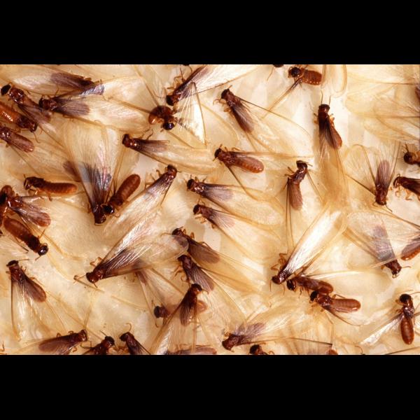 Pest control in Manpada, Thane