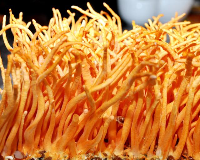 NEXT 102th WORLD COSTLIES