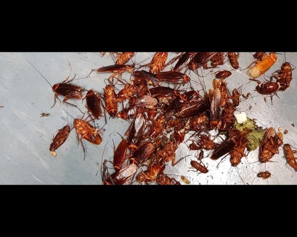 pest control in jasola